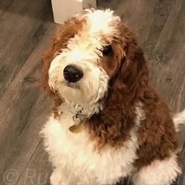 Chloe - Goldendoodle