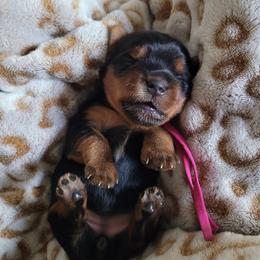 Pink collar - Blue and gold female Yorkshire Terrier puppy in Dunedin, Florida from Cantlon Yorkshire Terriers