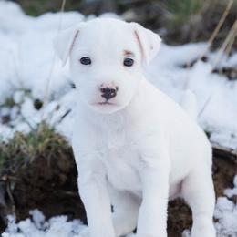 Polar - Tri-color male Jack Russell Terrier puppy in Yakima County, Washington from Saddle Rock Kennels