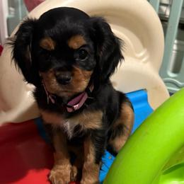Helen - Black and tan female Cavalier King Charles Spaniel puppy in Ocala, Florida from Ray of Sunshine Spaniels LLC