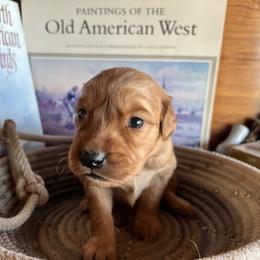 Maroon - Golden male Golden Retriever puppy in Leadore, Idaho from Gunsight Goldens