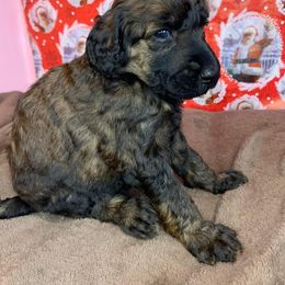 Poodle Puppies from Wonderland Kennel