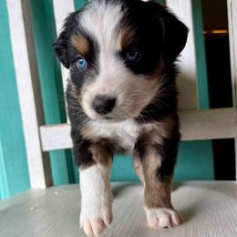 Escape - Black tri female Miniature Australian Shepherd puppy in Lowgap, North Carolina from Ramblin’ Rose Mini's