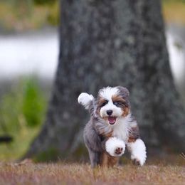 Poplin - Bernedoodle