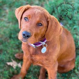 Ruby - Labrador Retriever