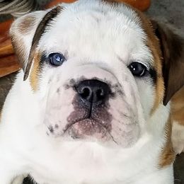 Bulldogs from Blazer Bulldog