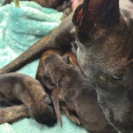 Unassigned Girl - Black brindle female Dutch Shepherd puppy in Lake City, Florida from Crosspointe Canines