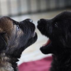 German Shepherd Puppies from vom Noctis