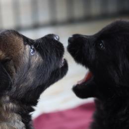 German Shepherd Puppies from vom Noctis