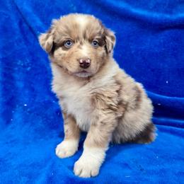 Ronald - Red merle male Australian Shepherd puppy in Collinston, Utah from Corbridge Aussies