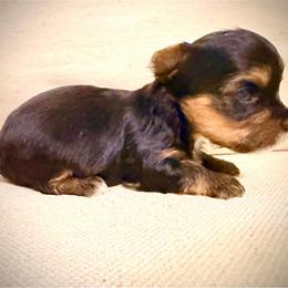 Red collar - Black and tan female Yorkshire Terrier puppy in Dallas, North Carolina from Yorkie Fever