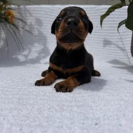 Kaiser - Black and rust male Doberman Pinscher puppy in Peru, Indiana from De luxe dobermans