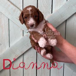 Australian Labradoodle, Double Doodle, Goldendoodle, and Labradoodle Puppies from Lake Mountain Doodle