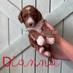 Australian Labradoodle, Double Doodle, Goldendoodle, and Labradoodle Puppies from Lake Mountain Doodle