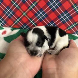 Purple girl - Parti female Miniature Schnauzer puppy in Oneonta, Alabama from Murphree Valley Kennels