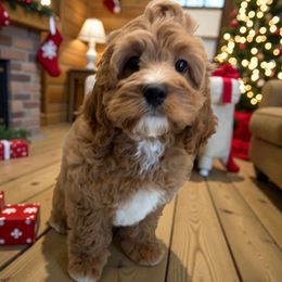 Frost - Red male Cavapoo puppy in Tucson, Arizona from Adored Poodle & Doodles