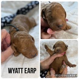 Wyatt Earp - Red  male Poodle puppy in Mount Vernon, Illinois from AMC Poodles