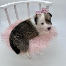 Meadow - Sable and white female American Corgi puppy in Waskom, Texas from Piney Woods Corgis