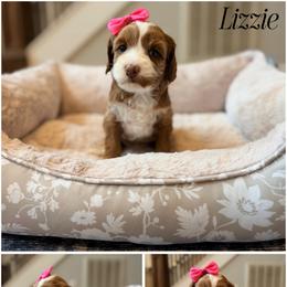 Lizzie - Red female Australian Labradoodle puppy in Summerfield, North Carolina from Four Oaks Labradoodles