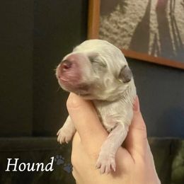 Hound - Blue speckled male Australian Cattle Dog puppy in Chilton, Wisconsin from Pointless Acres