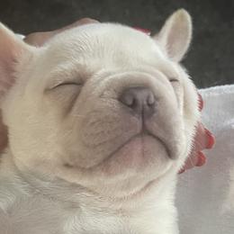 French Bulldogs from Blueridge Frenchies