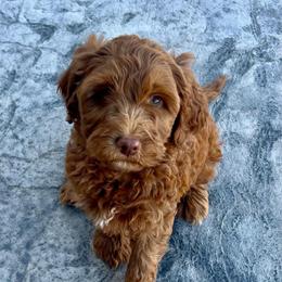Meli's White Male - Apricot male Goldendoodle puppy in Great Falls, Montana from Montana Goldendoodles