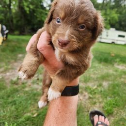 Boy 3 - Red tri Miniature Australian Shepherd puppy in New London, Minnesota from TWO ACRE HILLS