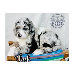 Check - Merle female Bernedoodle puppy in Belleville, Michigan from Moose Tracks Bernedoodles