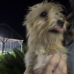 Portuguese Podengo Pequeno puppies from Tango Kennels