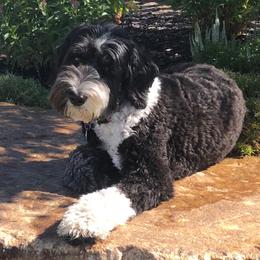 Cora - Bernedoodle