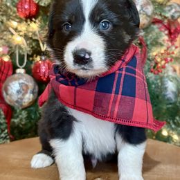 Todd - Black tri-color male Australian Shepherd puppy in Preston, Idaho from KC Bar Ranch Aussies
