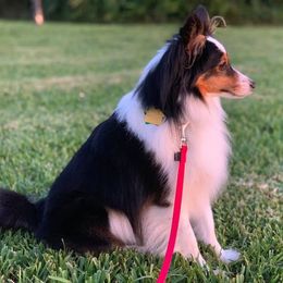 Shetland Sheepdog All Grown Up from Fox Point Farm Toy Shelties