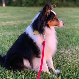 Shetland Sheepdog All Grown Up from Fox Point Farm Toy Shelties