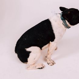 Rosie - French Bulldog