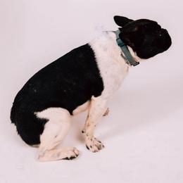 Rosie - French Bulldog