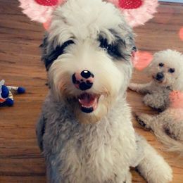 Aussiedoodles, Bernedoodles, Goldendoodles, and Sheepadoodles from Rainbow SoCal Doodles