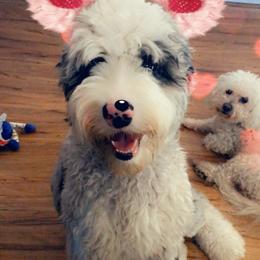 Aussiedoodles, Bernedoodles, Goldendoodles, and Sheepadoodles from Rainbow SoCal Doodles