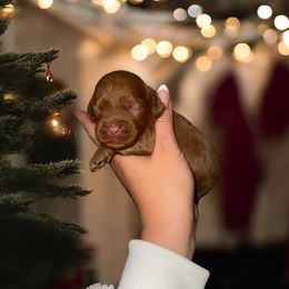 Rome - Red male Cockapoo puppy in 77304, Texas from Little Valley Puppies