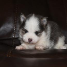 Paxton - Blue male Pomsky puppy in Coos Bay, Oregon from Ocean View Pomskies
