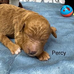 Percy - Red  male Goldendoodle puppy in Golden, Colorado from Golden Mesa Doodles