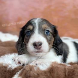 Levii - Dapple male Dachshund puppy in Chandler, Arizona from Vonaducci Doxies, LLC.