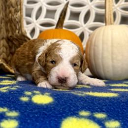 Boy 3 - Yellow and white male Bernedoodle puppy in Russiaville, Indiana from Pleasant Creek Minibernedoodles