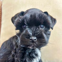 Taylor - Black and silver female Miniature Schnauzer puppy in Cheney, Washington from Rolling Hills Schnauzers