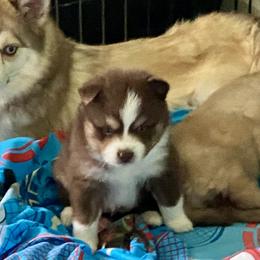Pomsky Puppies from River Enz Pomskies