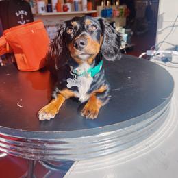 Dachshund All Grown Up from Dixies Dachshunds