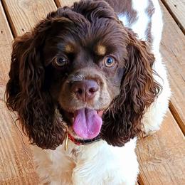 Cocker Spaniels from Suzanne's Cockers