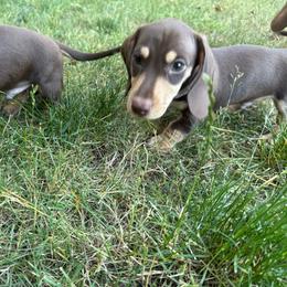 Quincy - Chocolate and tan male Dachshund puppy in Salem, Oregon from Ide's of March Dachshunds