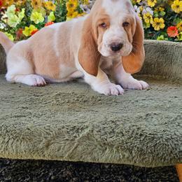 Blue Girl Gabby - Lemon and white female Basset Hound puppy in Foley, Alabama from Jubilee Basset Hounds