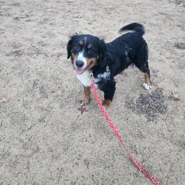 Casey - Bernedoodle