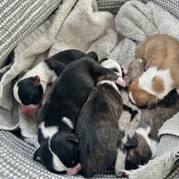 Harley - Black and white female Cardigan Welsh Corgi puppy in San Antonio, Texas from White Paws Cardigan Corgis